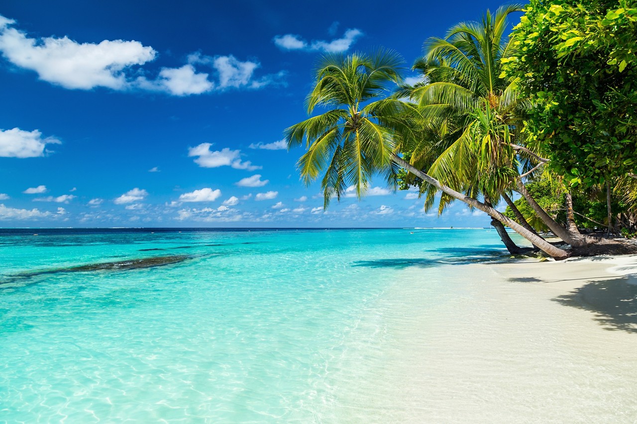 coco palms on paradise beach