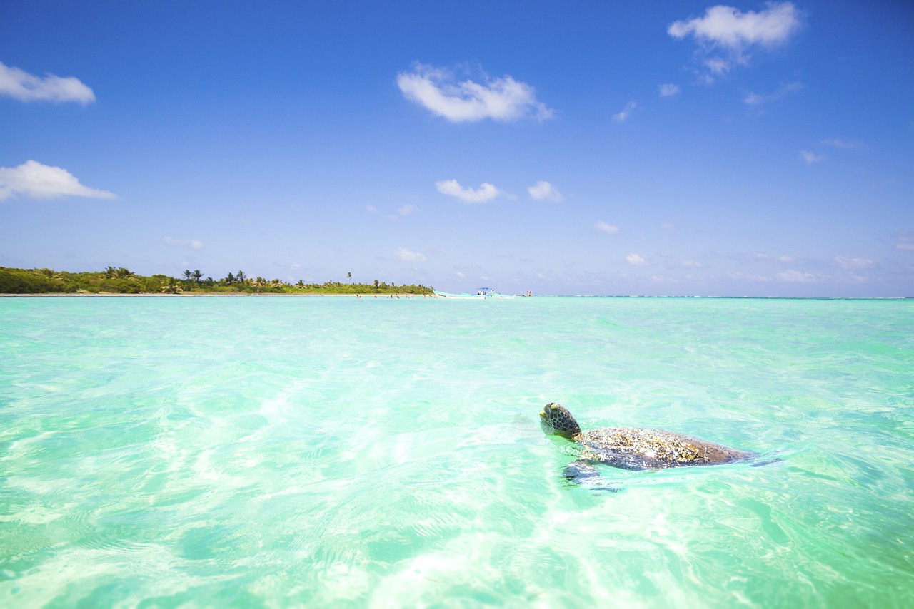 Caribbean Sea scenery with turtle