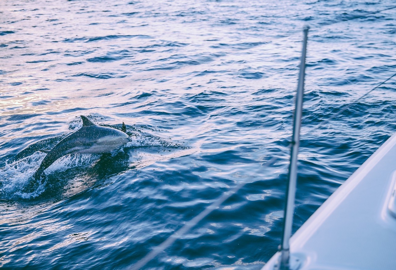 que hacer en marbella puerto banus delfines