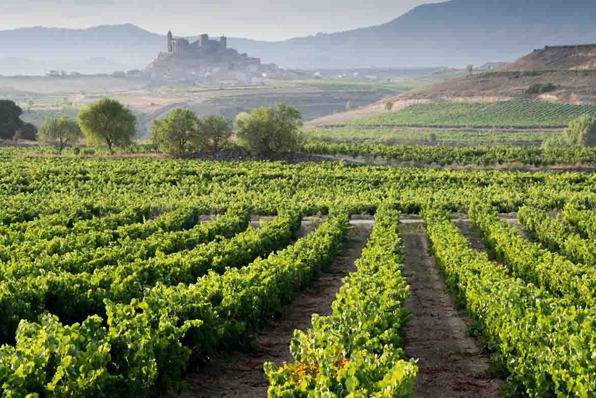 Viñas y viñedos en España