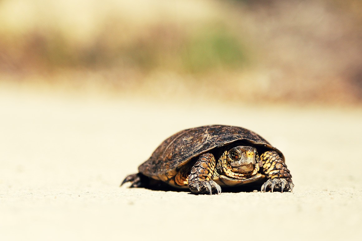 Qué ver en Nicaragua: tortugas