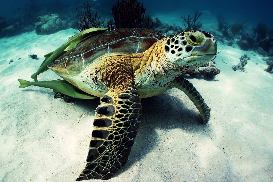 riviera-maya-tortugas8