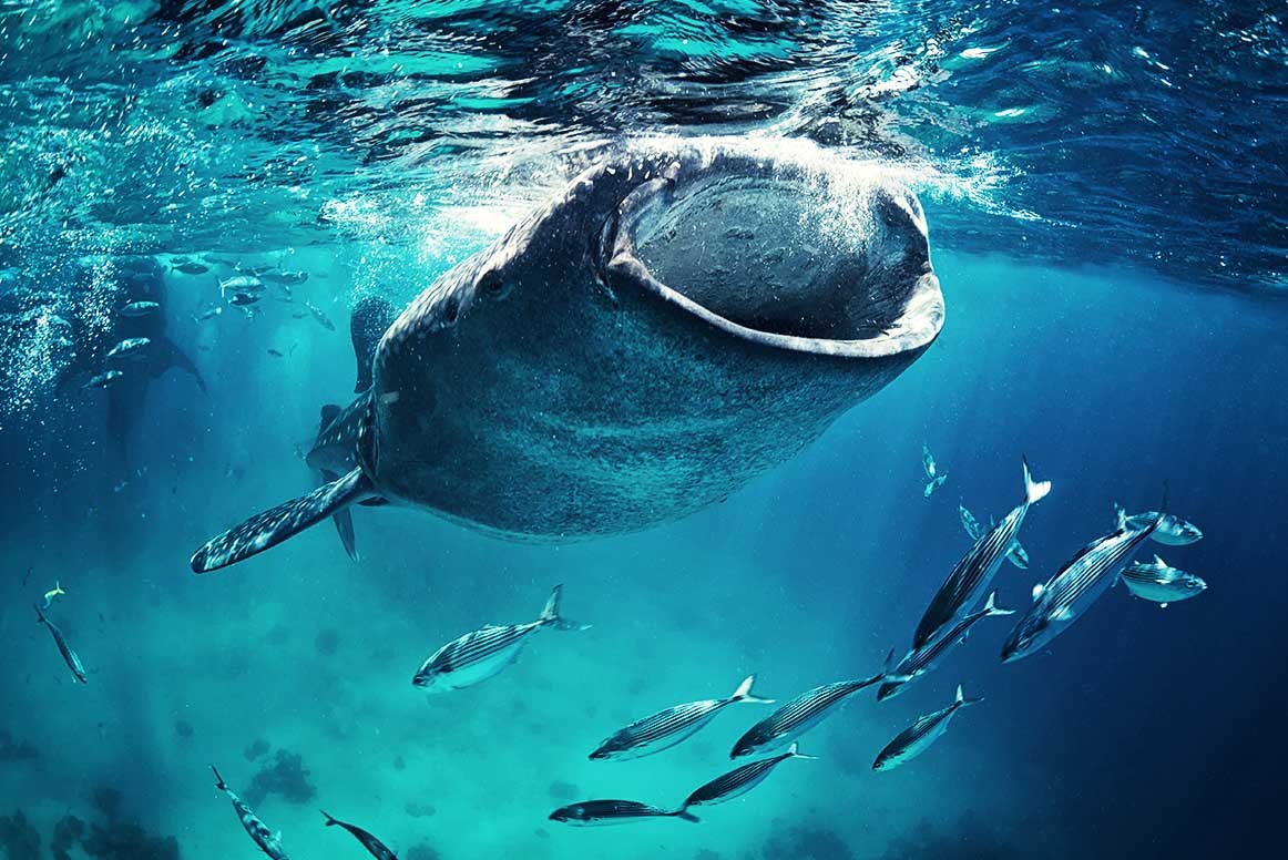 Qué ver en Holbox: tiburón ballena