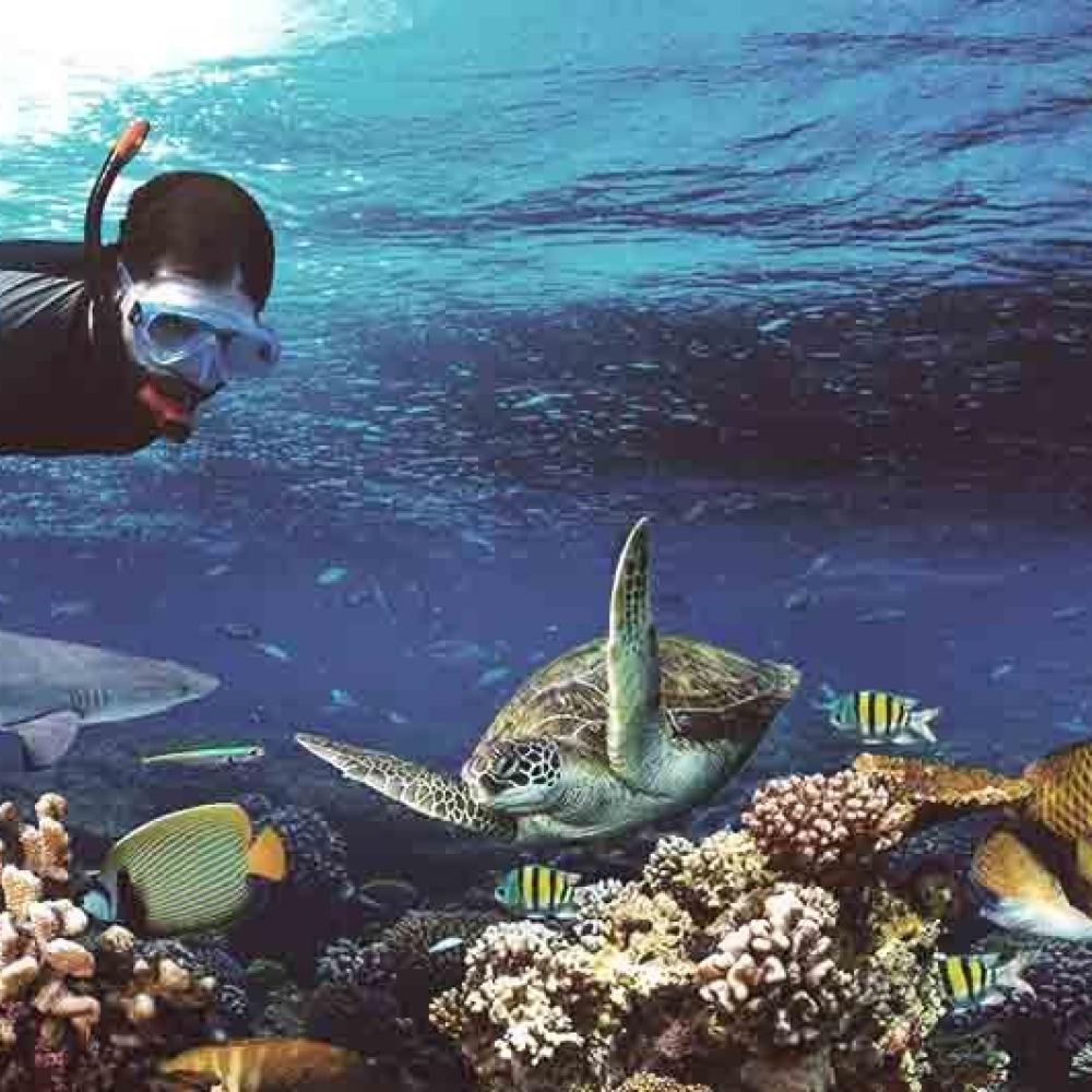 Viajes de buceo: vacaciones en el Caribe bajo sus arrecifes de coral