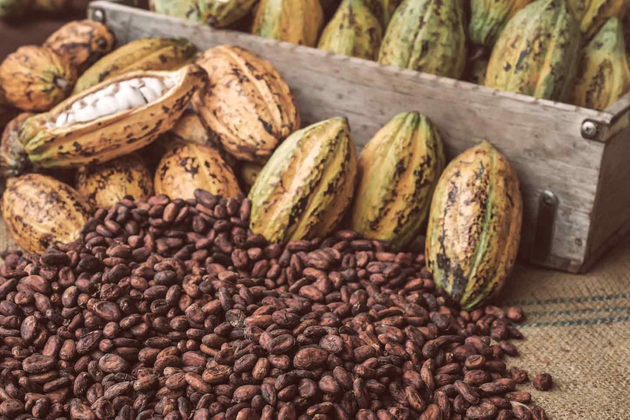 La fève de cacao, en beurre de cacao, offre tous les bienfaits pour la santé