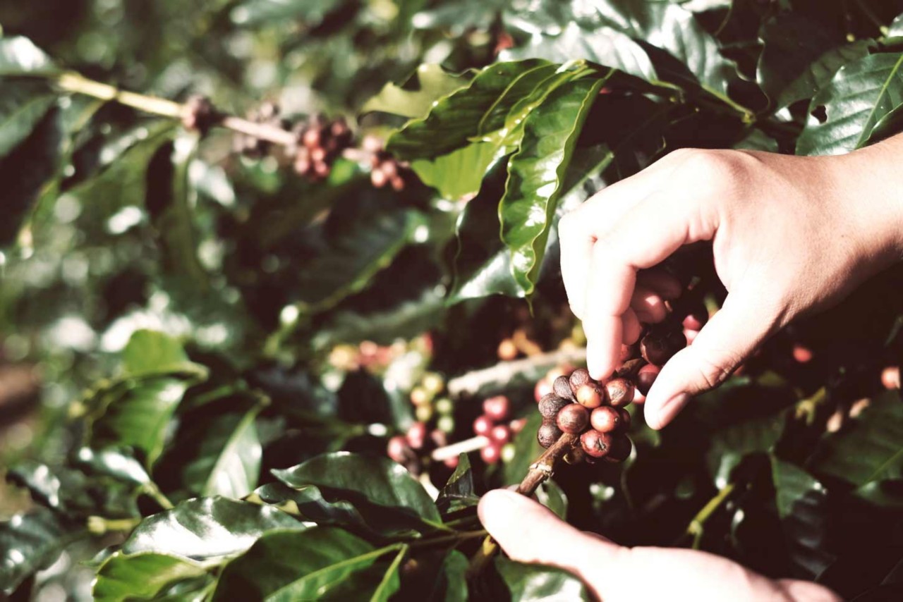 In der Karibik werden besonders edle Kaffeesorten produziert.