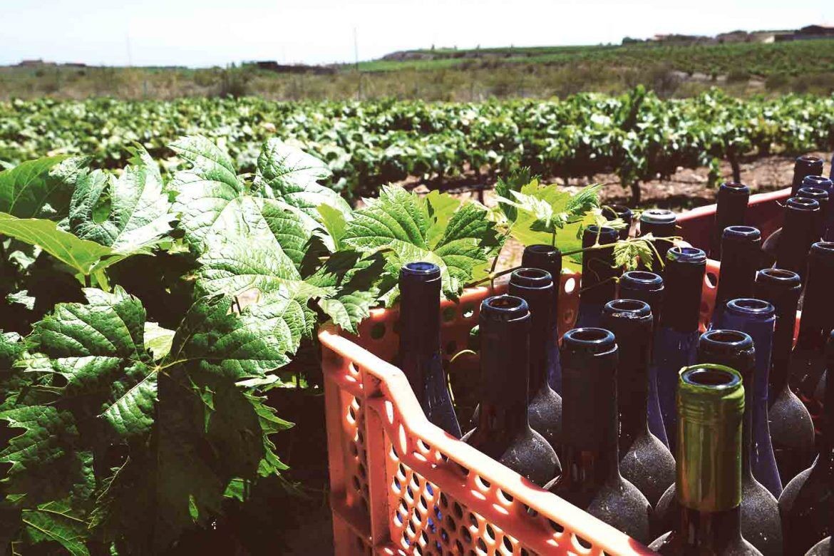 Discover vineyards in Tenerife on the slopes of Mount Teide