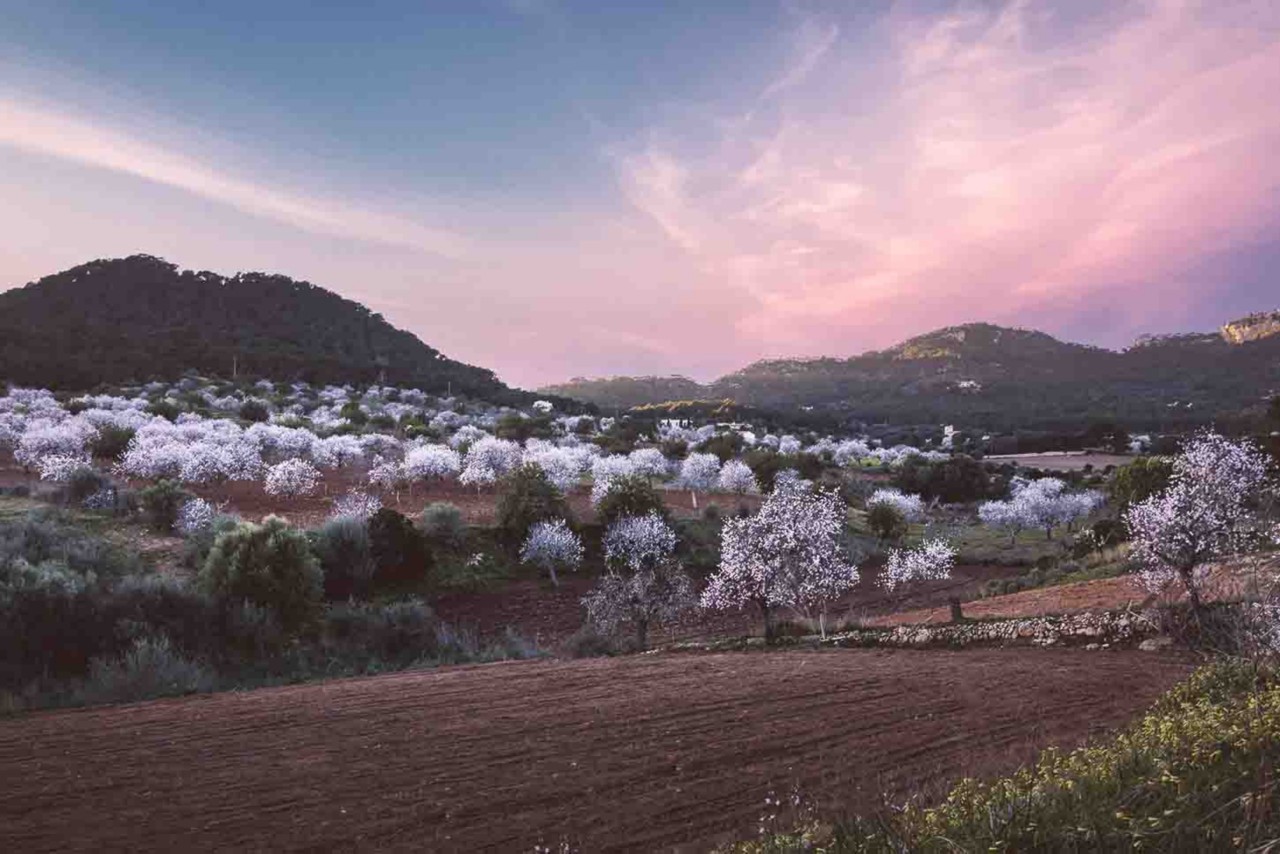 Ideal für einen Winterurlaub: Mallorcas blühende Mandelbäume