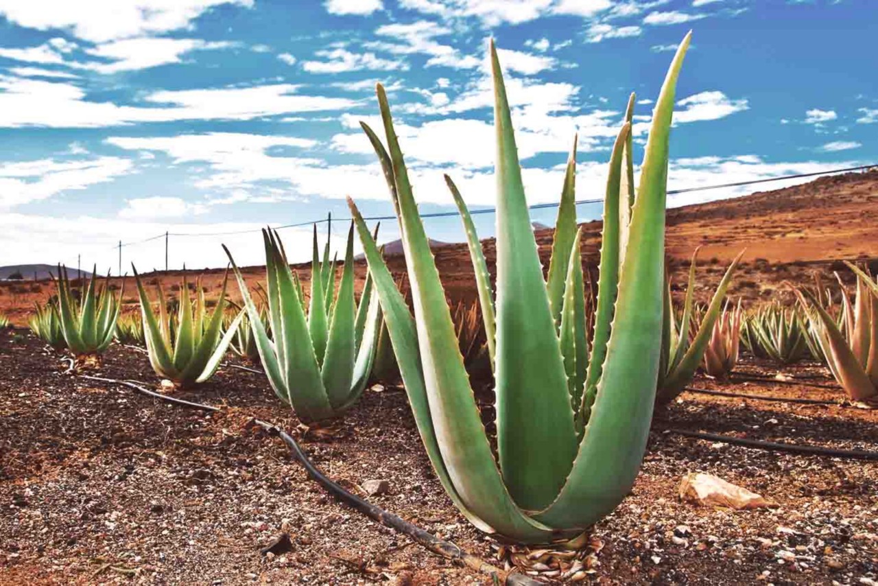 Besuche eine Aloe Vera-Farm. Fuerteventura hat einige im Angebot