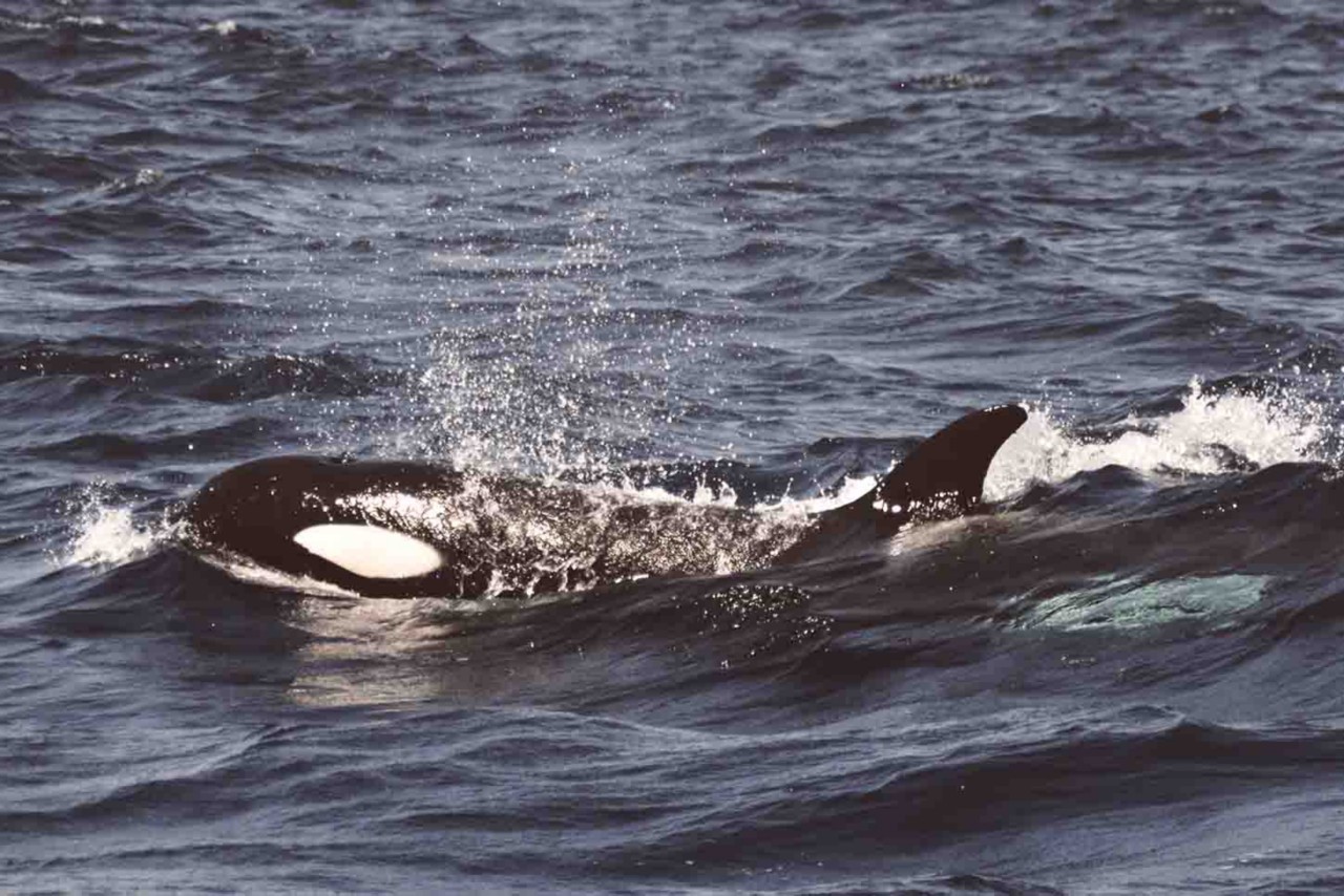 avistamiento-de-ballenas-tarifa-orcas