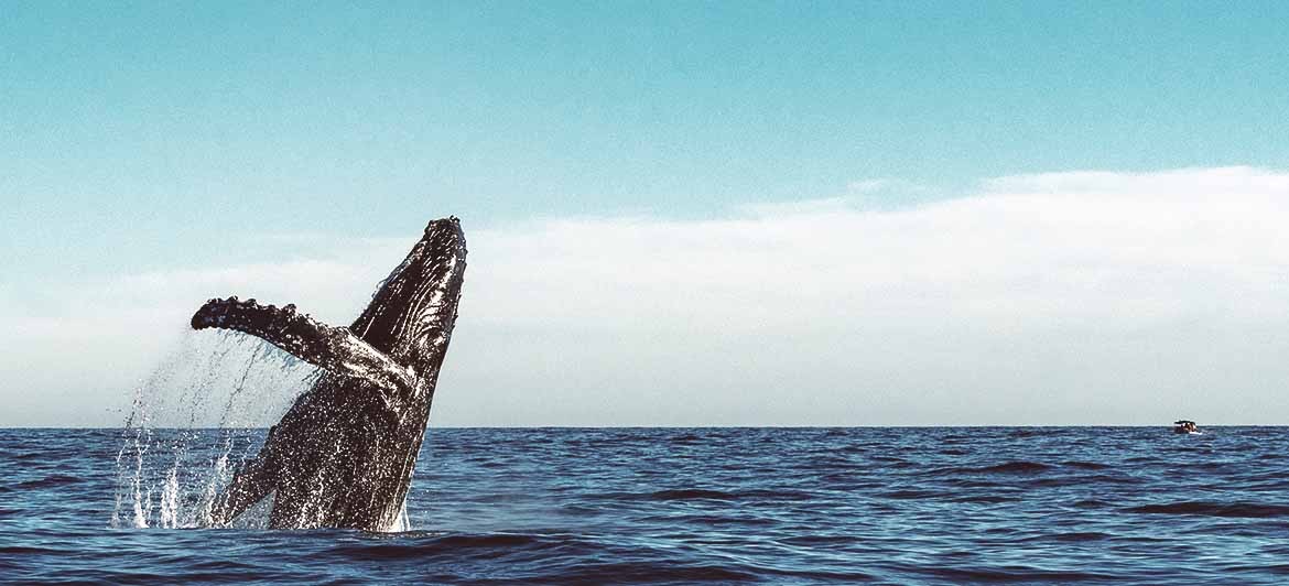 Avistamiento de cetáceos: ballena jorobada foto