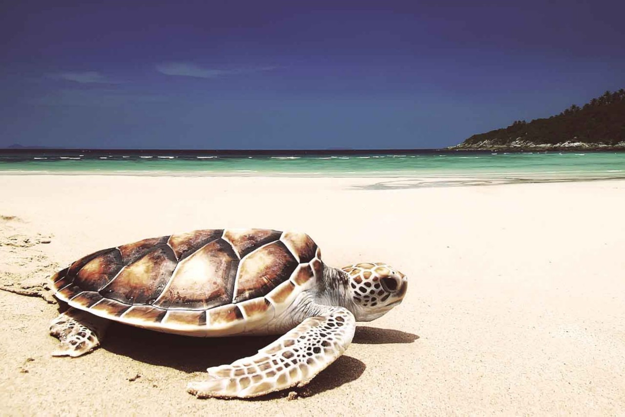 Auf allen Inseln im karibischen Meer gibt es Schildkröten
