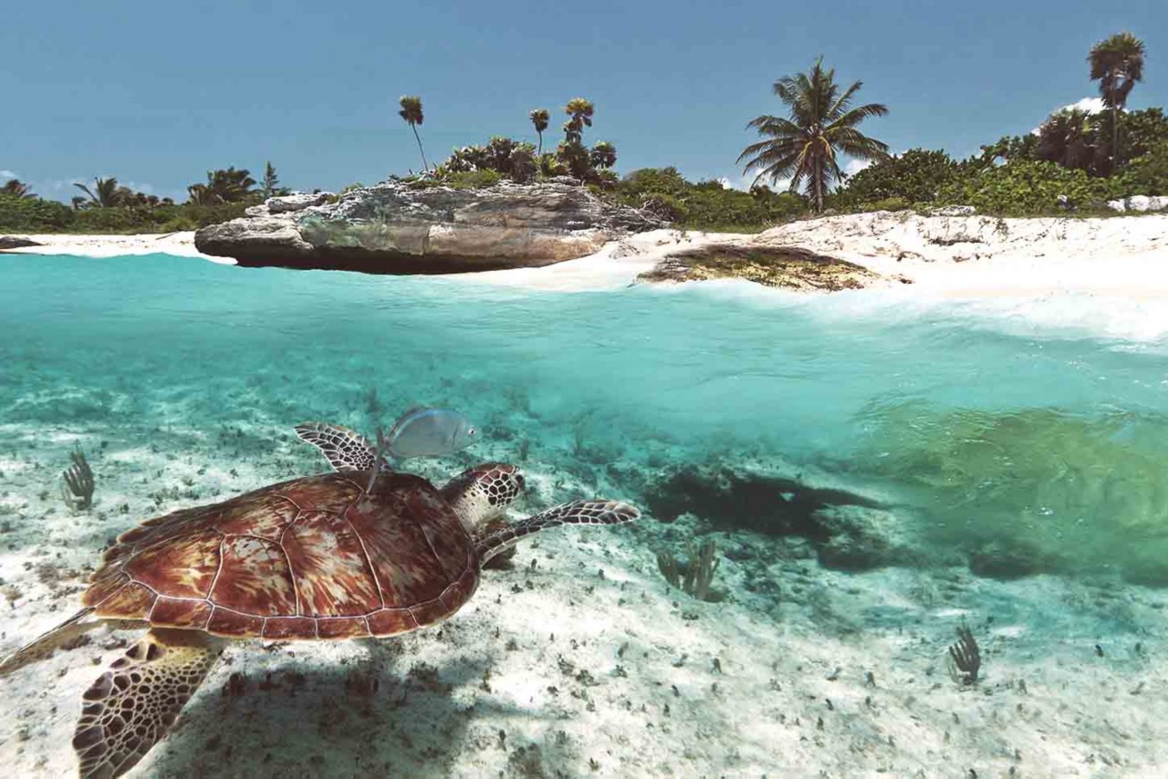 Traumstrände der Karibik sind oft auch Traumstrände für Schildkröten