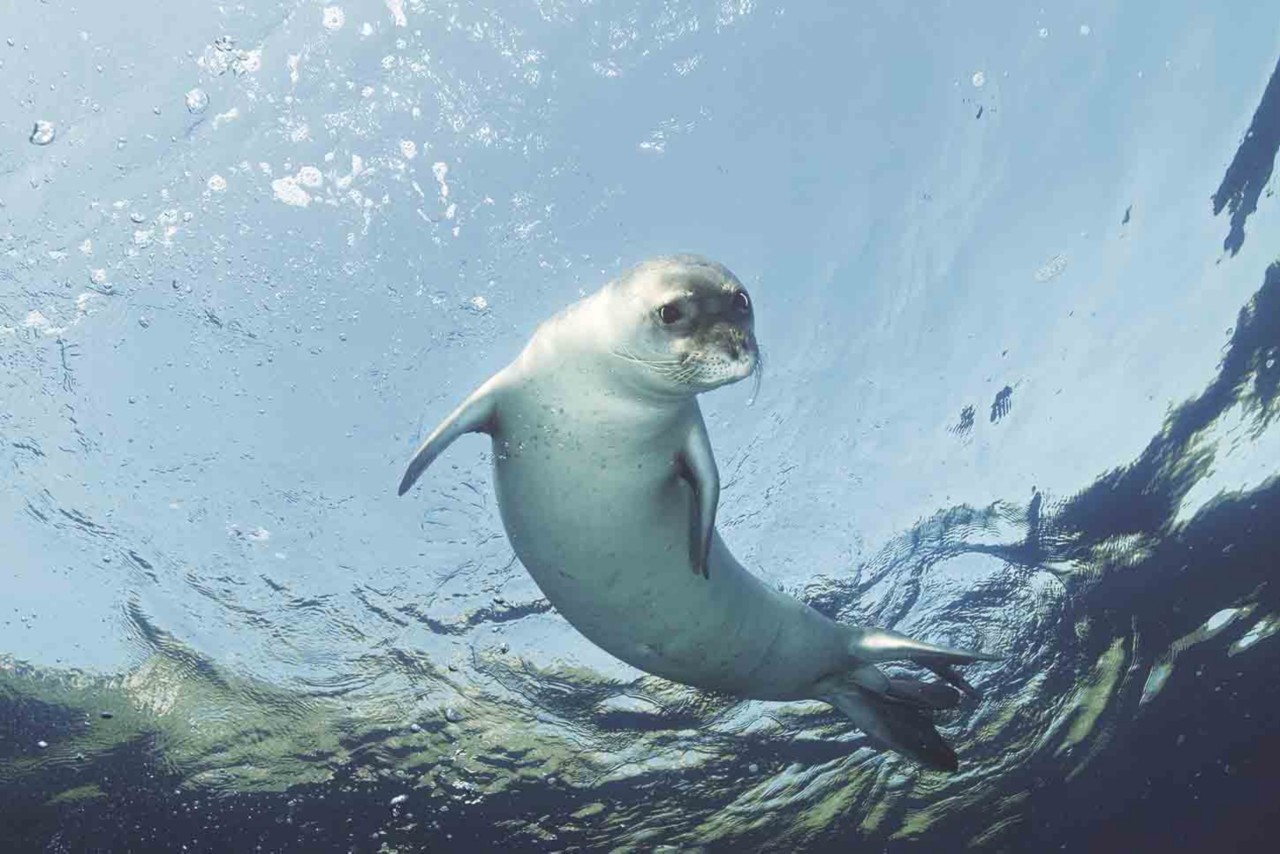 Romans that visited the Canary Islands may have named them for the monk seals