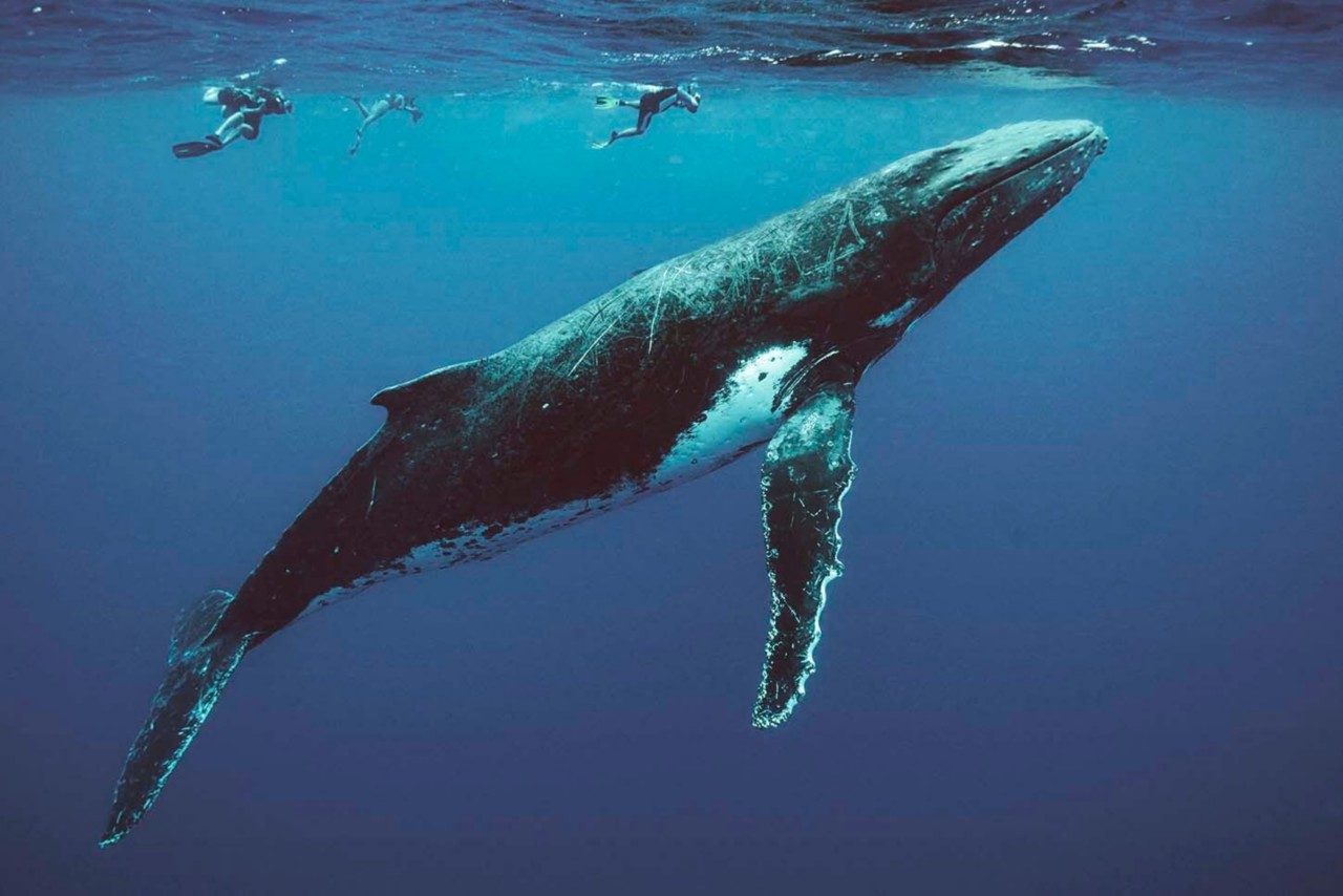 Im Urlaub Wale sehen: ein Traum.