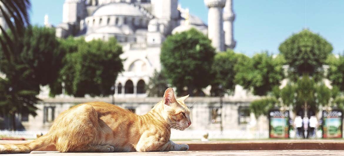 gatti-istanbul_viaggioAndare a Istanbul significa perdersi per le strade, in compagnia dei suoi gattia-istanbul