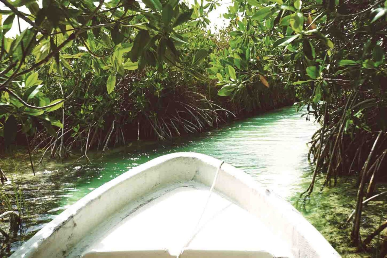 manglares-mas-bonitos