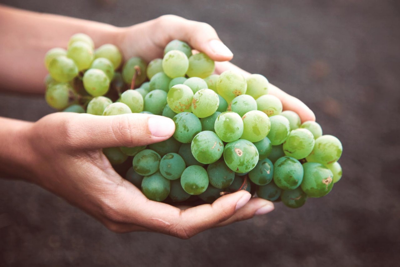 Dans la vallée de La Geria, le vignoble de Lanzarote donne le vin de Malvoisie