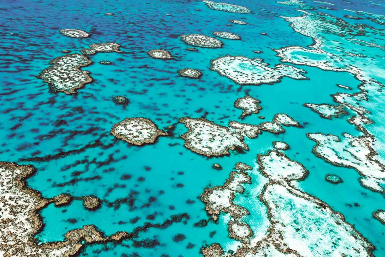 Die schönsten Korallenriffe: Pazifik, Karibik, Indischer Ozean und Rotes Meer.