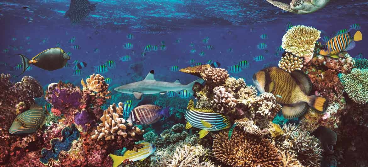 Tropische Korallenriffe gibt es rund um den Globus.