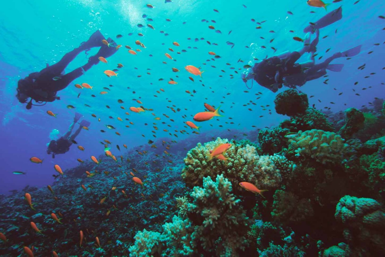 Der Klimawandel trägt zur Zerstörung der Korallenriffe bei.