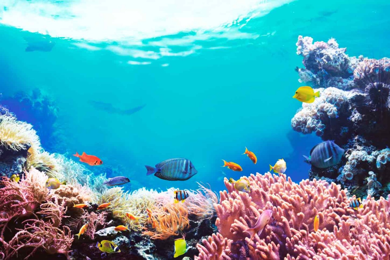 Discover the beauty of Aruba, the best caribbean island for snorkeling