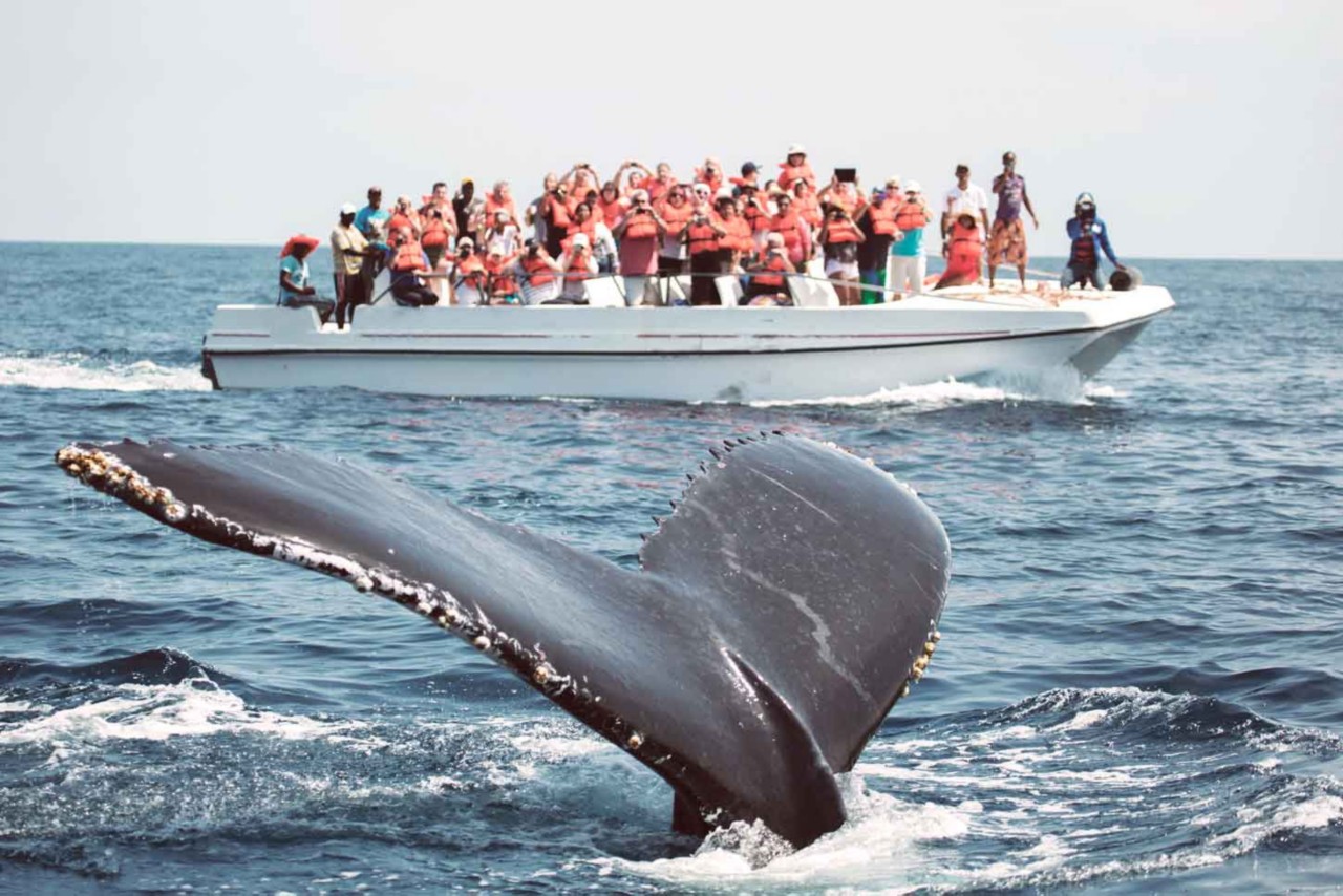 Escursioni a Samaná per conoscere da vicino la stagione dell'amore delle balene