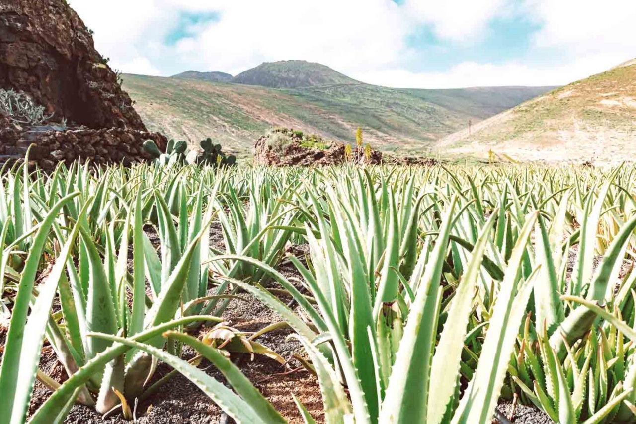 Lanzarote's aloe vera plant is bursting with health and beauty benefits