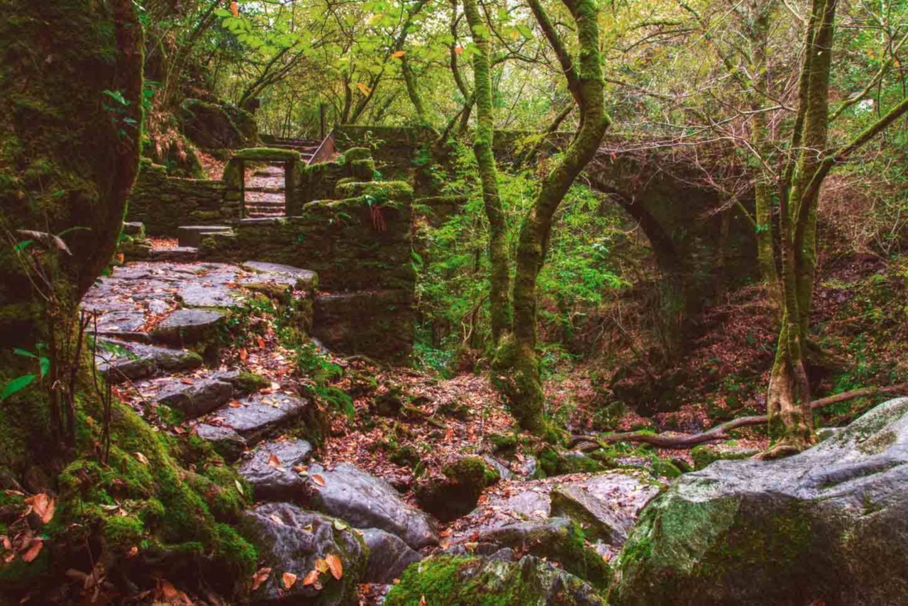 Bosques de España: los mejores y más bonitos para perderse