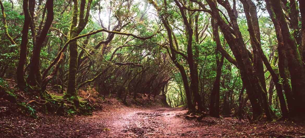 Bosques de España: los mejores y más bonitos para perderse