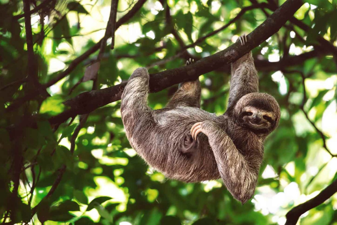 Regenwald-Tour in Costa Rica: exotische Tiere entdecken