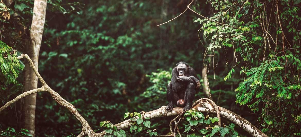 Urlaub im Dschungel: echter tropischer Regenwald