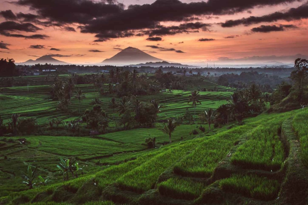 Bali arrozales
