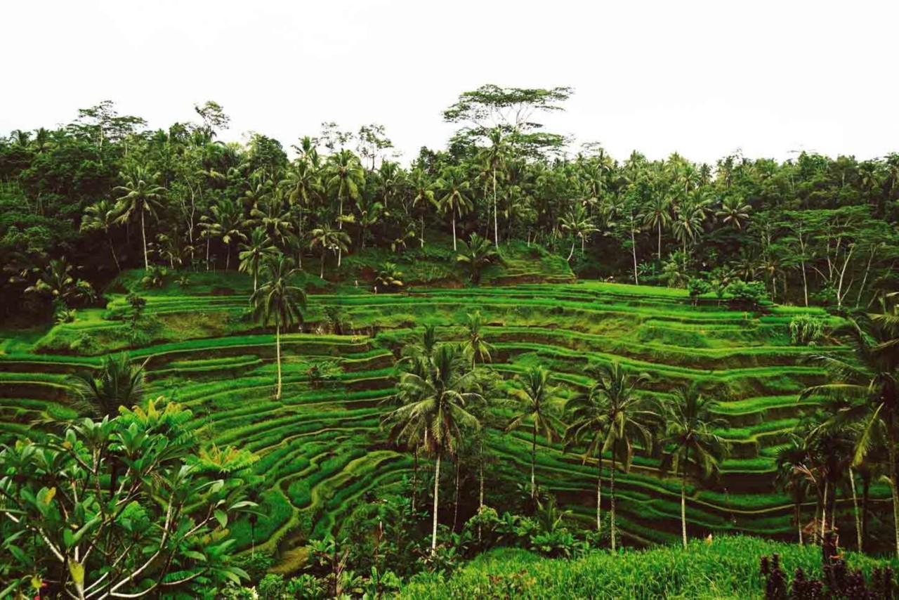 arrozales Bali