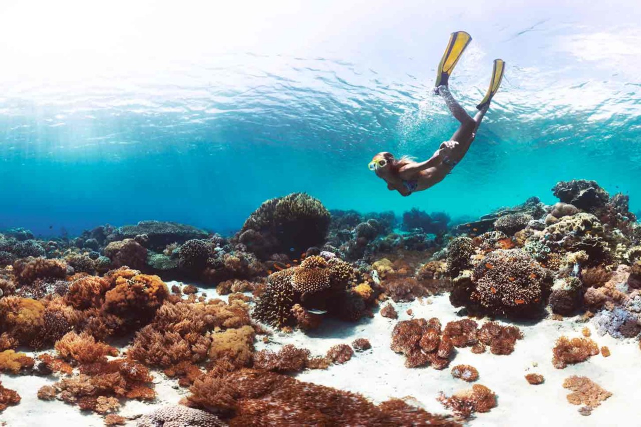 Tauchen auf Bali: das Korallendreieck entdecken