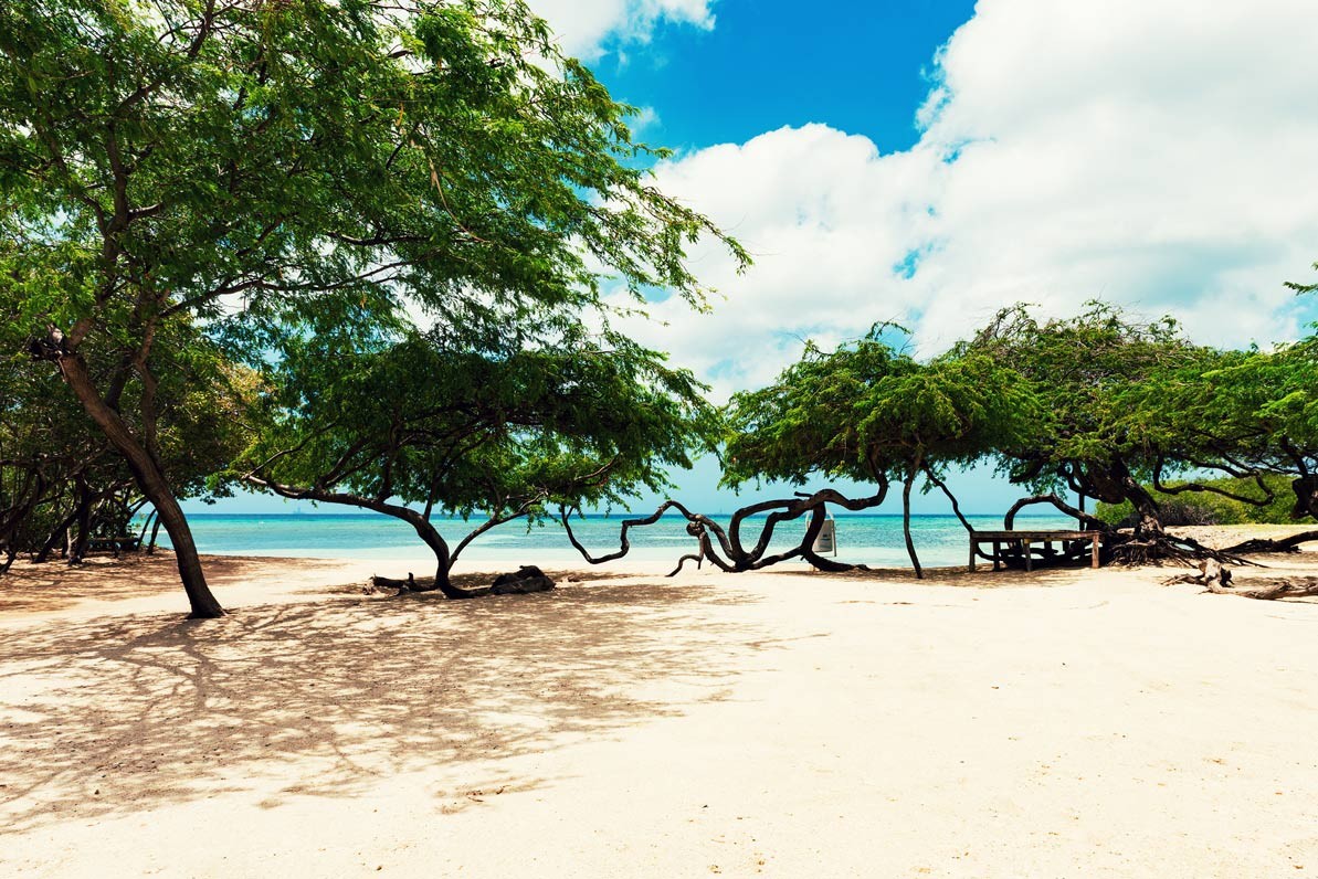 Aruba: Strände mit den typischen Divi-Divi-Bäumen