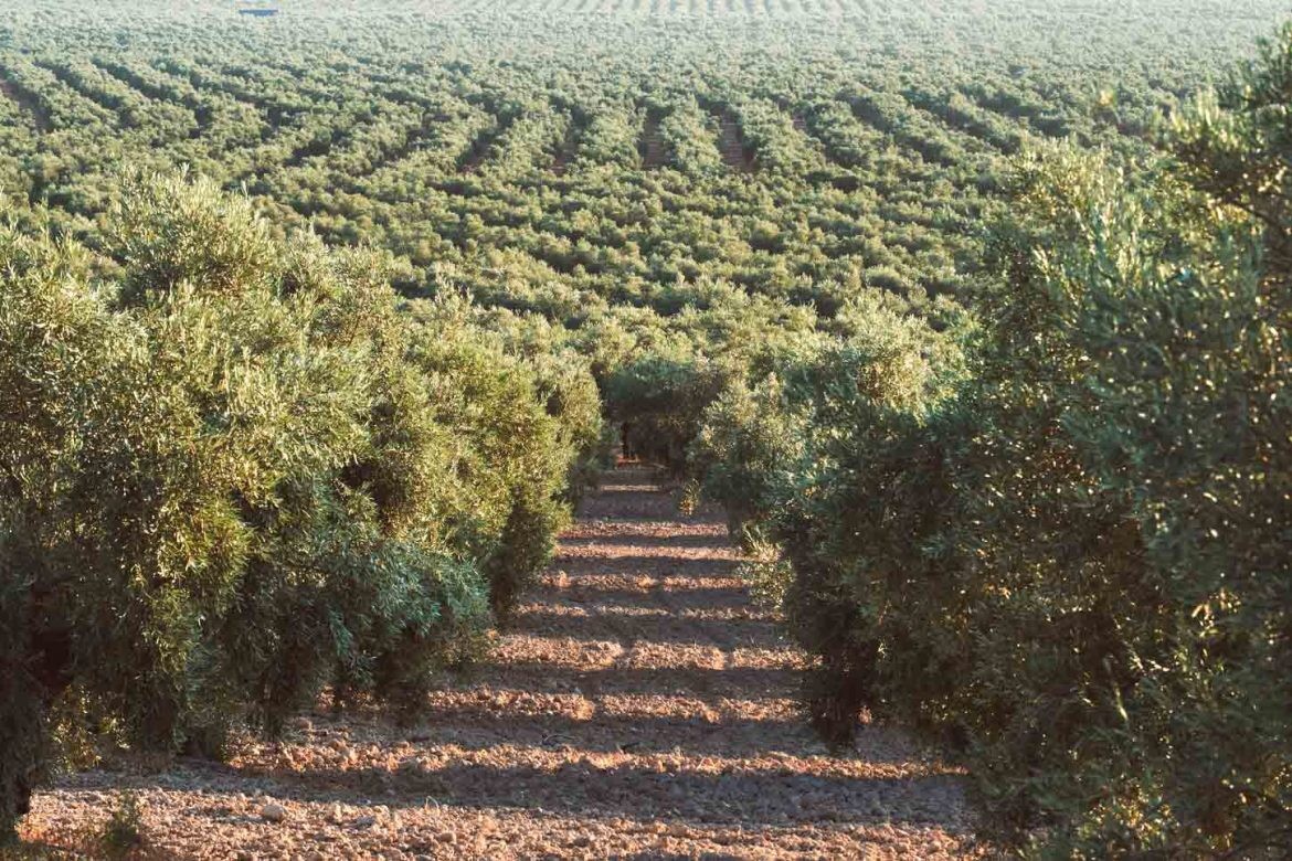Das Olivenöl ist die Grundlage für mediterrane Gerichte