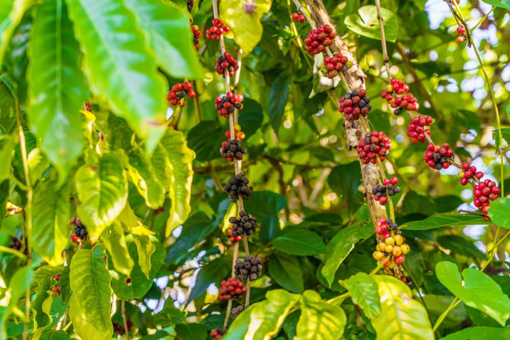 Discover local life on your Caribbean vacations with a trip to a coffee plantation.