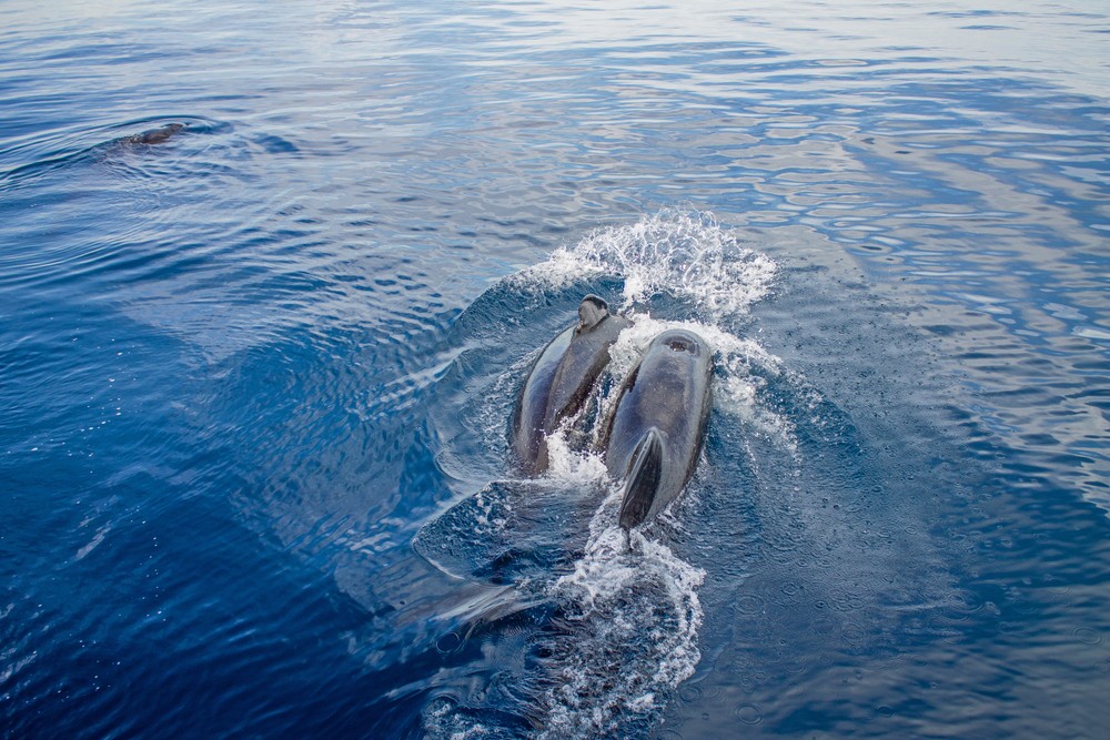 tarifa delfines calderones