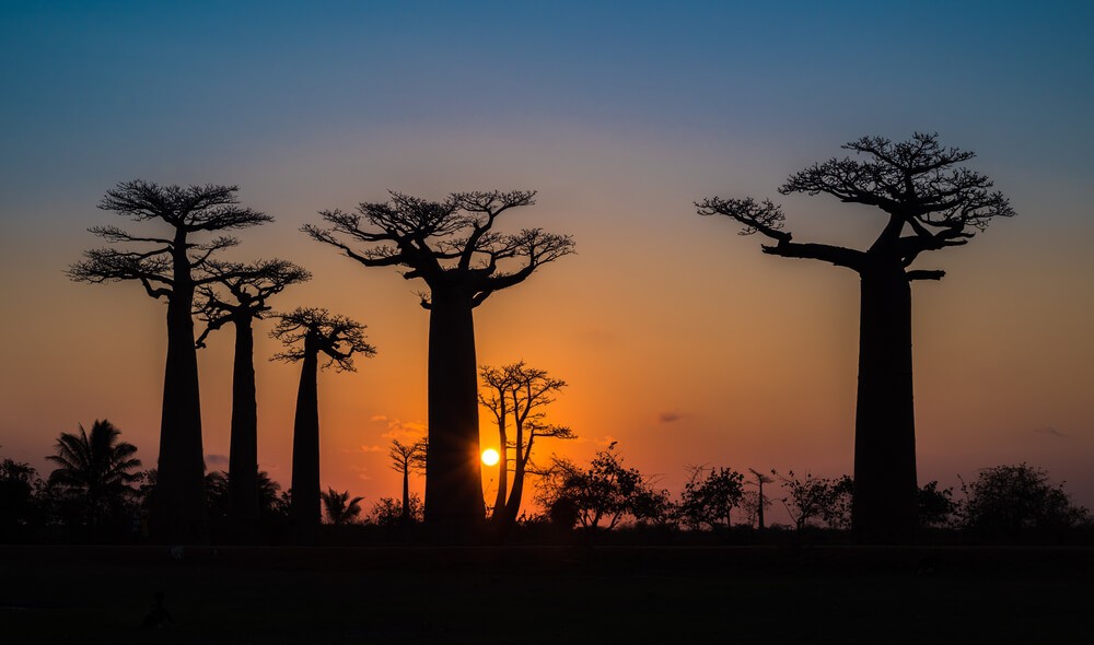 Die schönsten Sonnenuntergänge und Aufgänge der Welt: Baobabs in Madagaskar.
