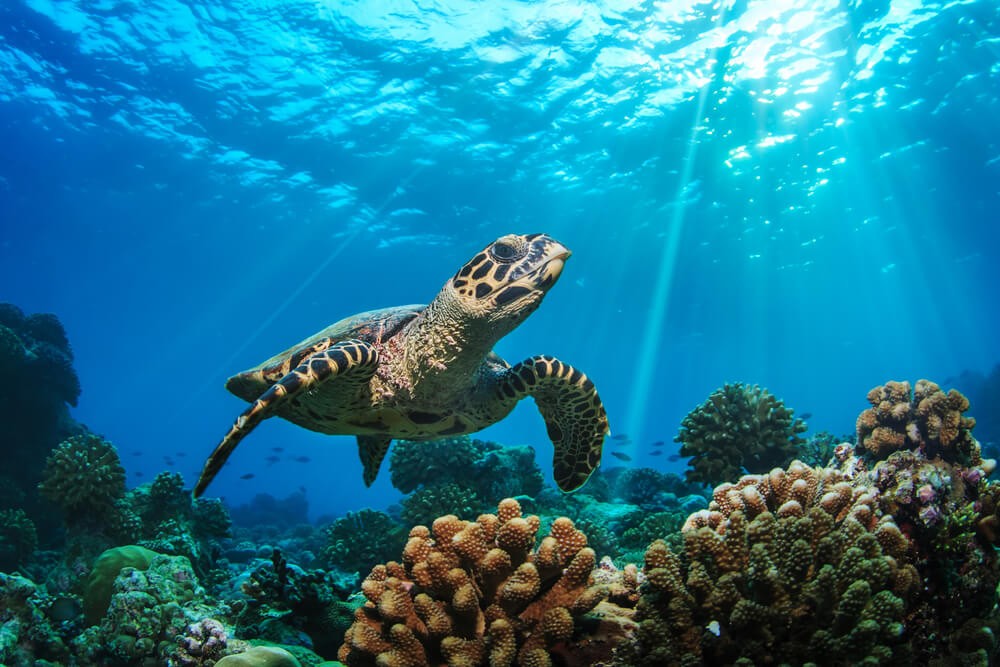 Tauchen auf Teneriffa mit Meeresschildkröten.