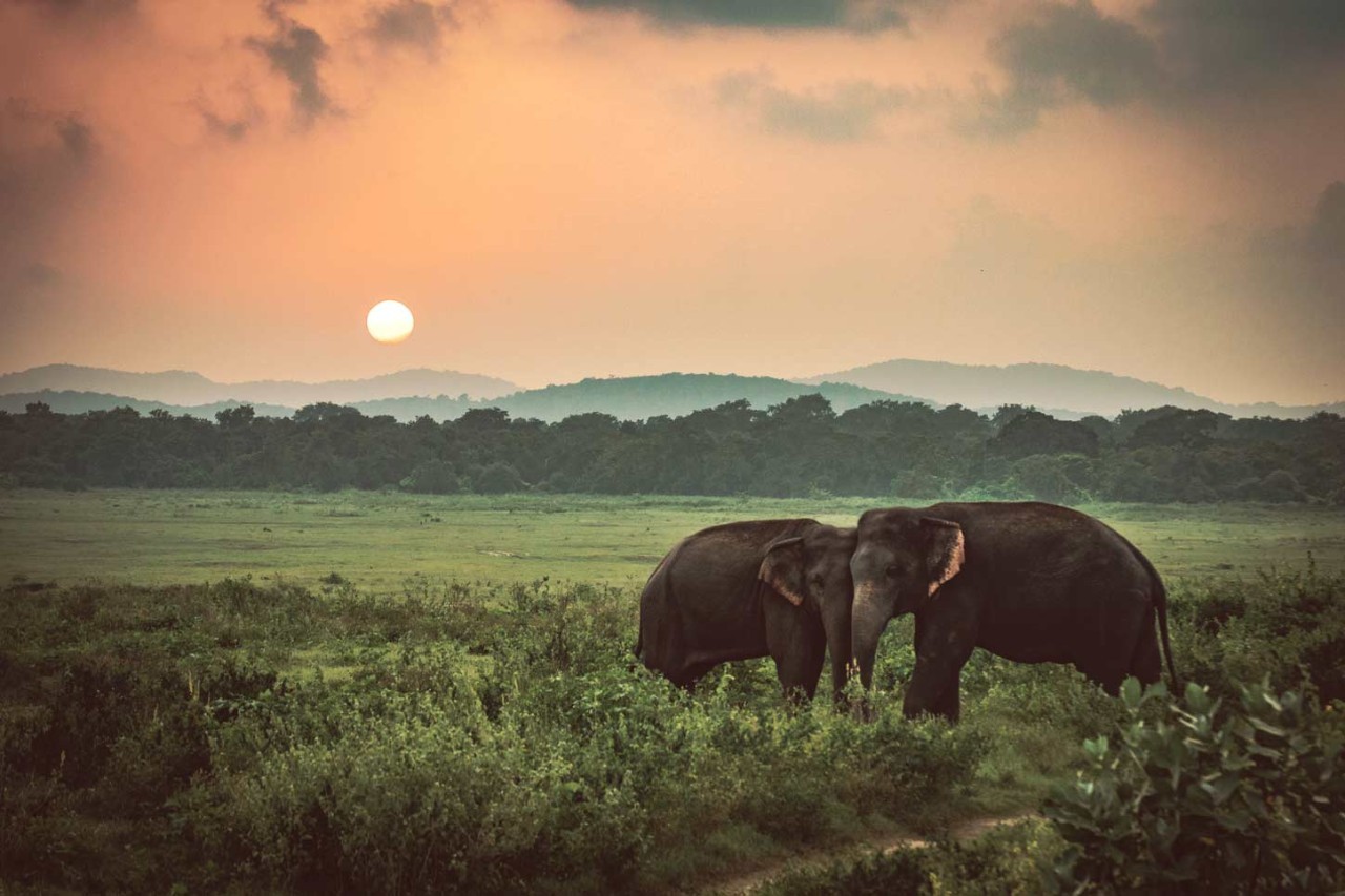 Elefanten in Sri Lanka: exotisches Reiseziel für einen Winter in der Sonne