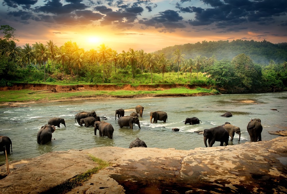 Cyber Monday-Reisen: Fluss in Sri Lanka mit Elefanten