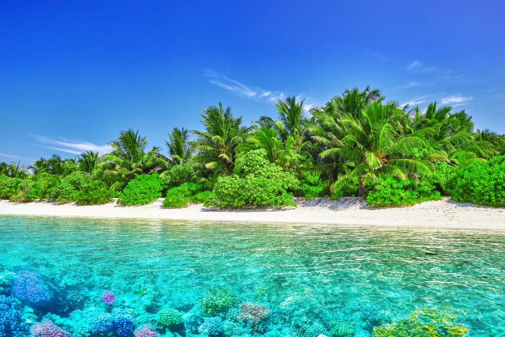 Urlaub auf den Malediven: Strand der Malediven mit üppiger Vegetation.