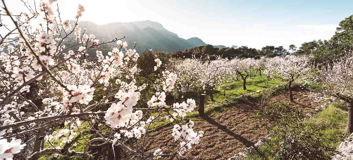 Ruta por los almendros en flor en Mallorca: la excursión perfecta