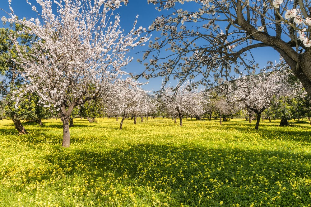 Mandelblüte Mallorca: Feld mit Mandelbäumen und gelben Blumen