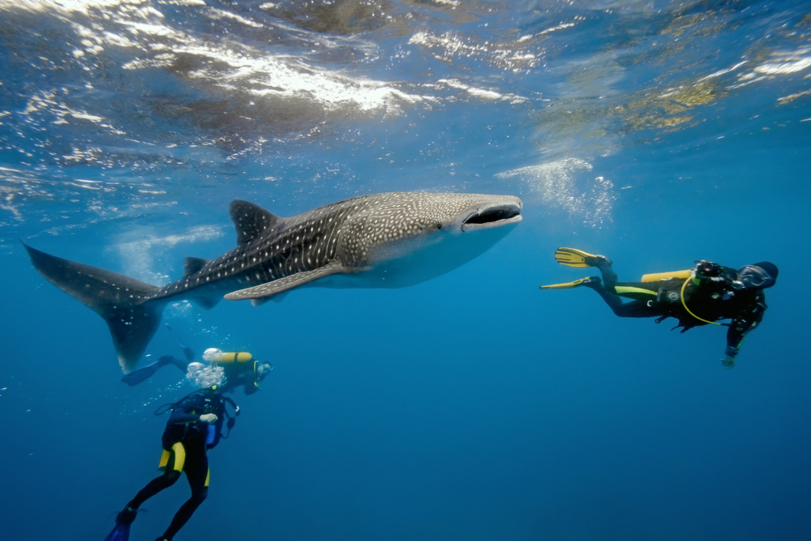 Swimming with sharks in the Maldives: A scuba diver taking a photo of a whale shark