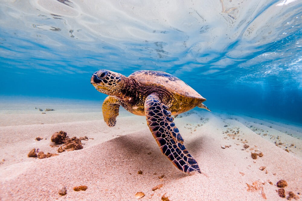 Meeresschildkröte in der Karibik.