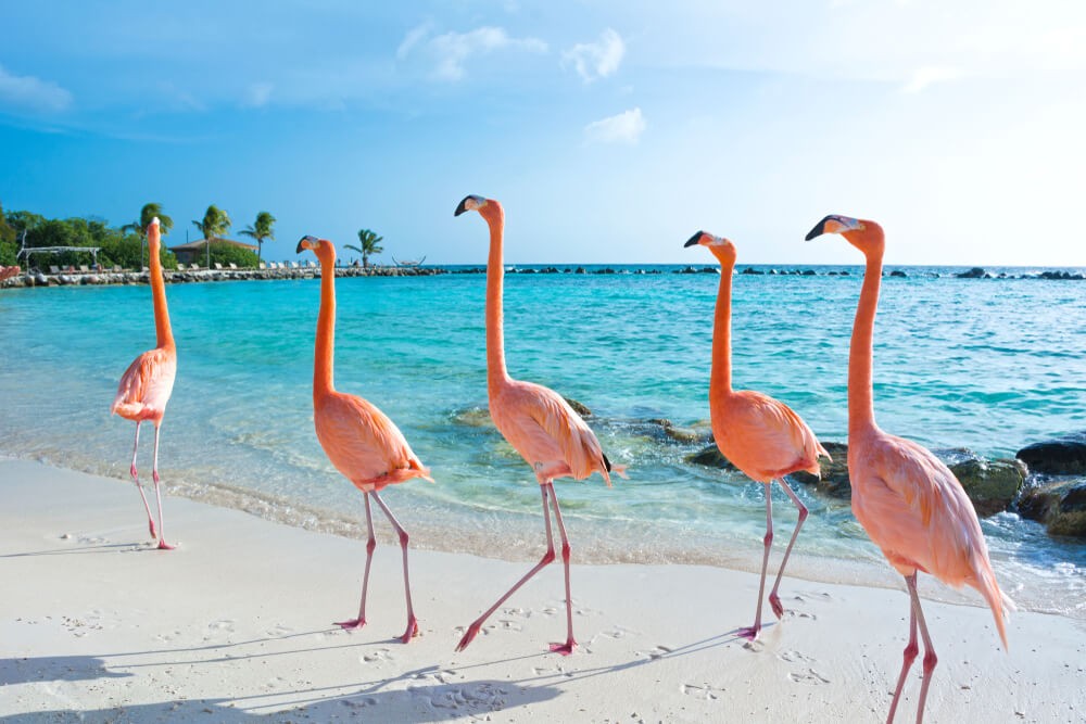 Spend the International Day of Happiness on the island of Aruba