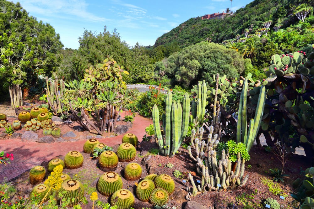 Gran Canaria mit Kindern: Der Botanische Garten Viera y Clavijo.